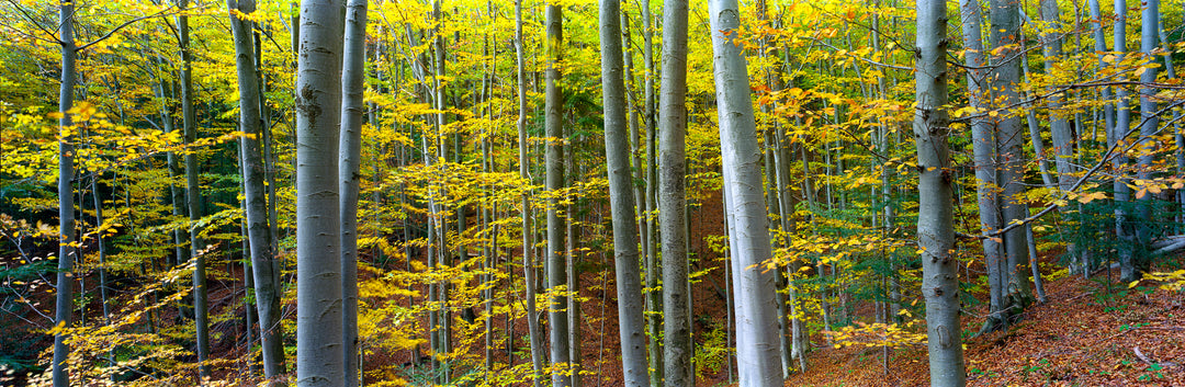 Golden Beech Forest in Autumn