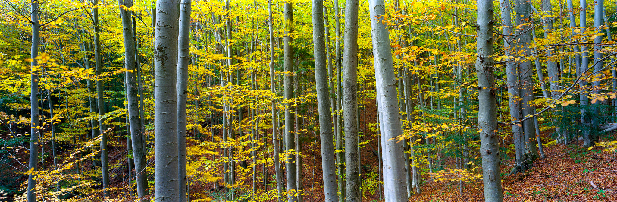 Golden Beech Forest in Autumn