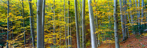 Golden Beech Forest in Autumn